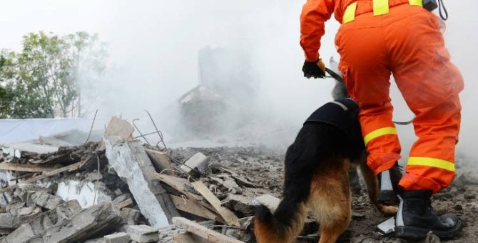 A person in emergency gear and a dog search building rubble.